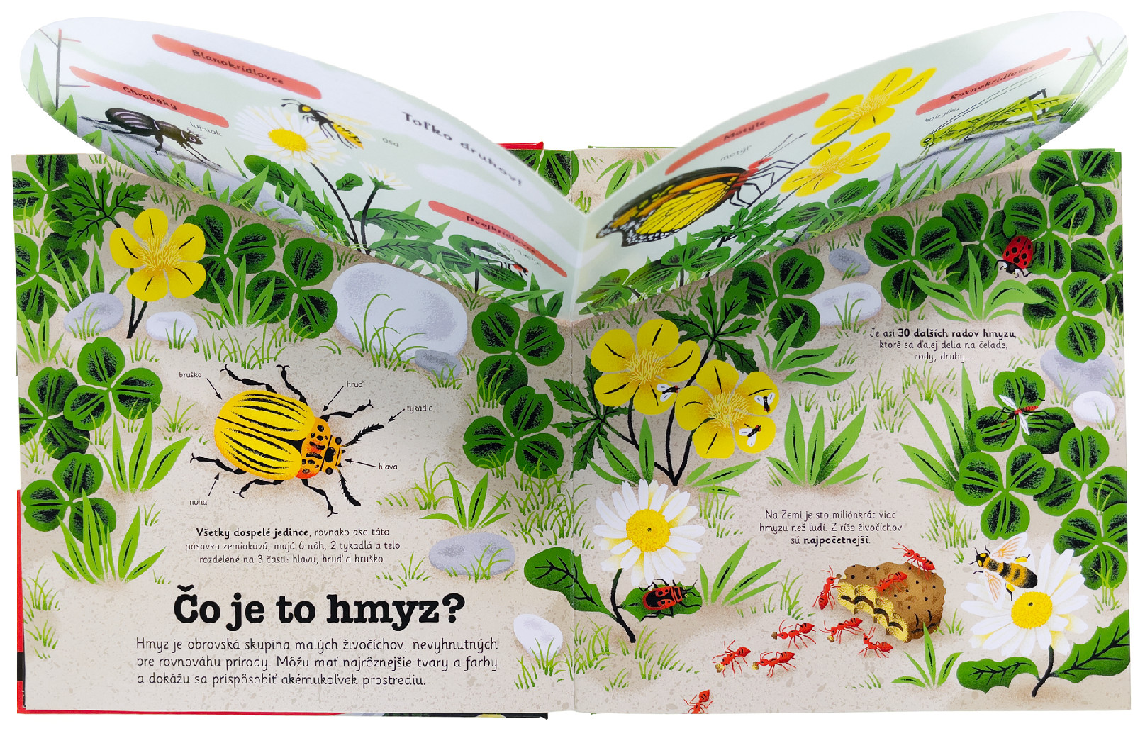 4314-2_minipedia-hmyz