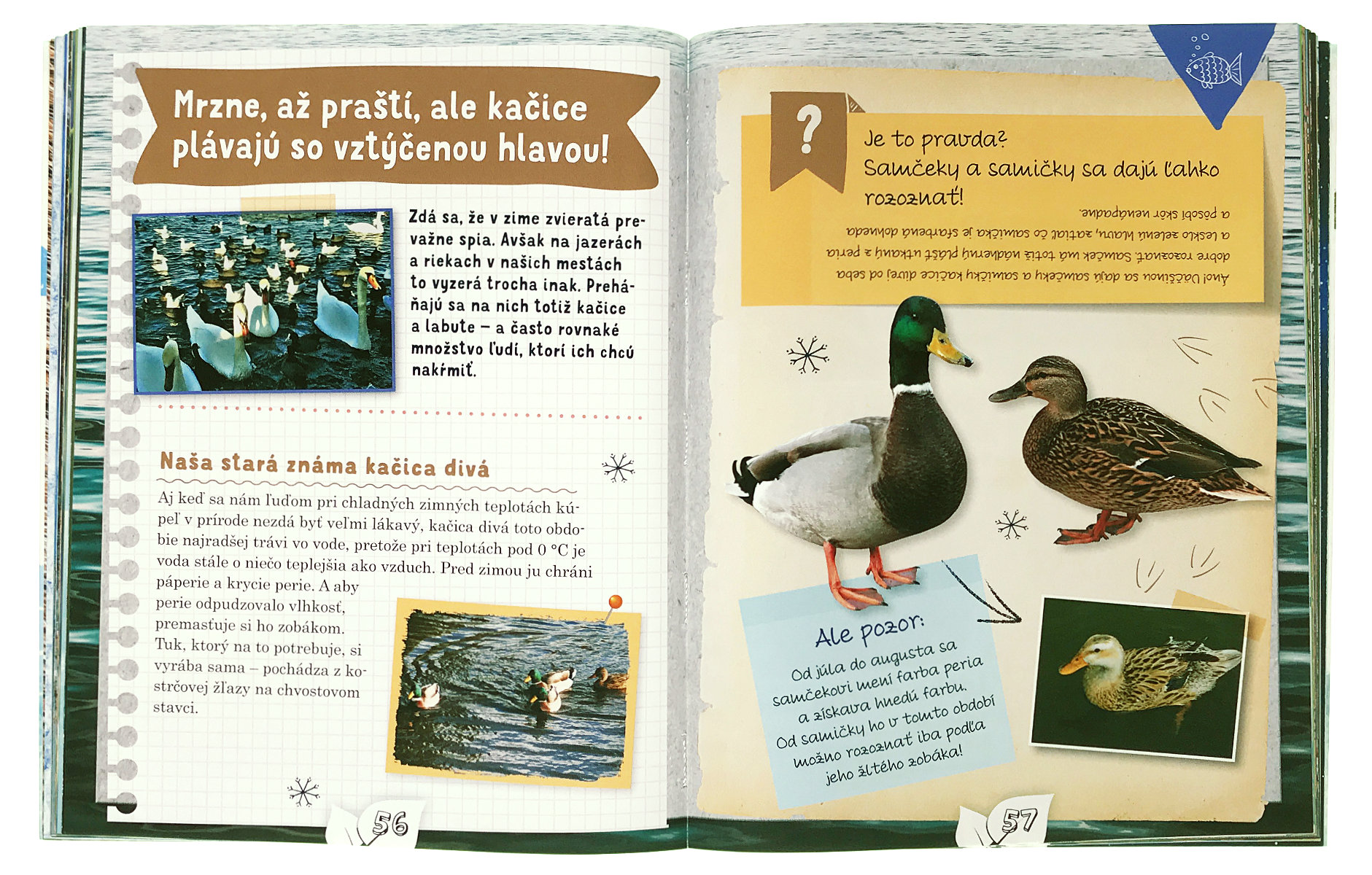 4365-3_maly-prirodovedec-v-zime-3