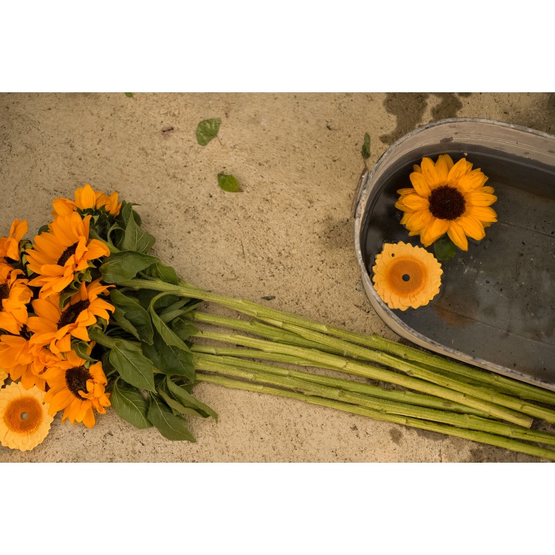 hryzatko-slnecnica-sun6-the-sunflower